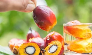 Importing Palm Oil: How MGICommercialBroker’s Simplifies the Process